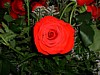 DSCF0048.JPG