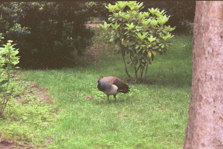 Img00010.jpg