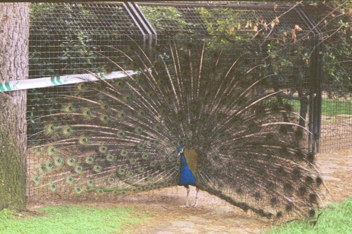 Img00012.jpg