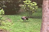 Img00010.jpg