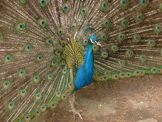 DSCF0226.JPG