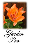 Rogers' Garden Pics