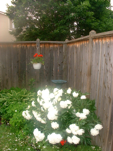DSCF0036.jpg