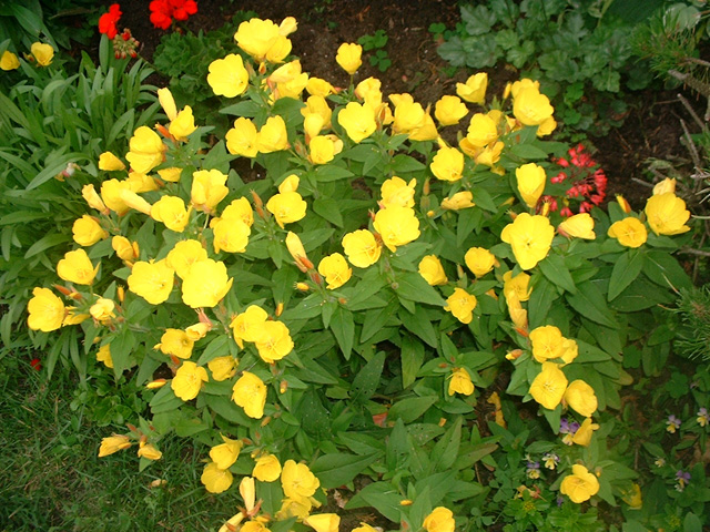 DSCF0046.jpg