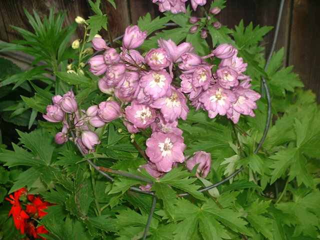 DSCF0048.jpg