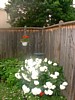DSCF0036.jpg