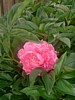 DSCF0038.jpg