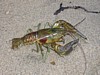 130JACK8010145.jpg