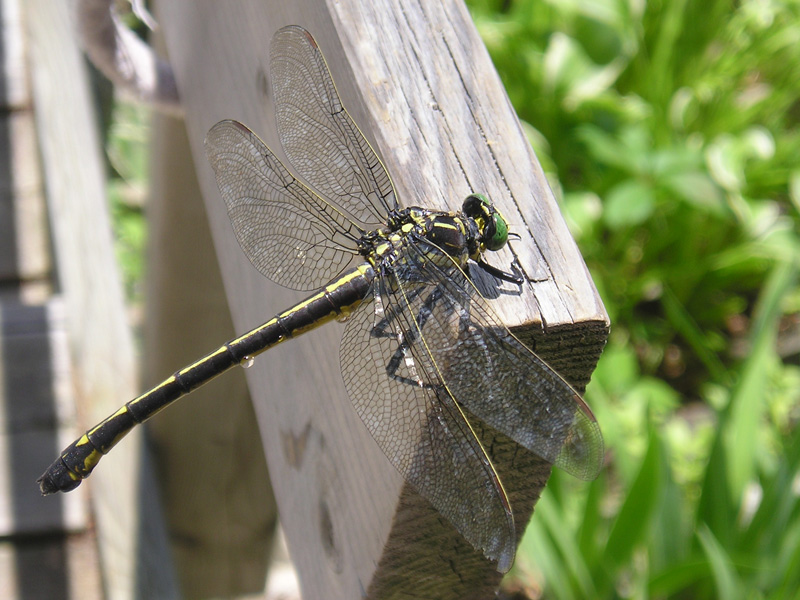110JN-P7310061.jpg