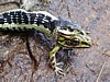 042aMR-DSC01371.jpg