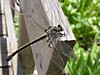 110JN-P7310061.jpg