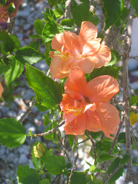 21 Harvey's-Flowers1.jpg