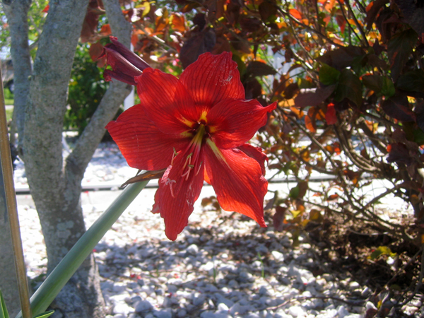 22 Harvey's-Flowers2.jpg