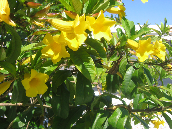23 Harvey's-Flowers3.jpg