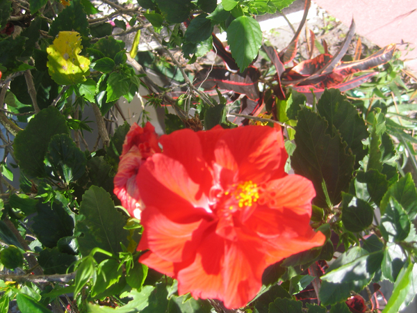 24 Harvey's-Flowers4.jpg