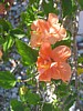 21 Harvey's-Flowers1.jpg