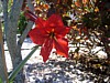 22 Harvey's-Flowers2.jpg