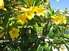 23 Harvey's-Flowers3.jpg