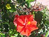 24 Harvey's-Flowers4.jpg