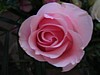 38JSwedding 092.jpg