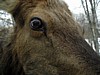 DSC05335.jpg