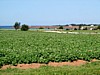 DSC07117.jpg