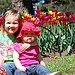 Tulip Festival